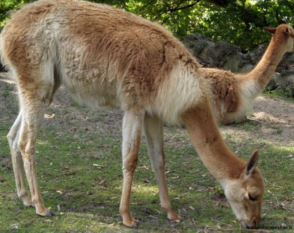 مدل لباس مجلسی با پارچه ی ساده مدل لباس مجلسی با پارچه ی ساده