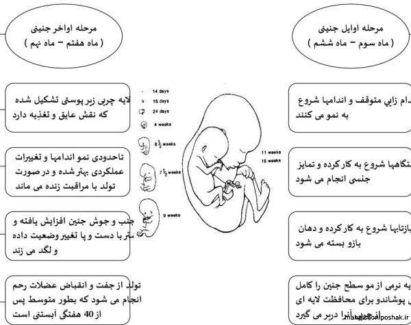مدل ساعت شنی گالاهو